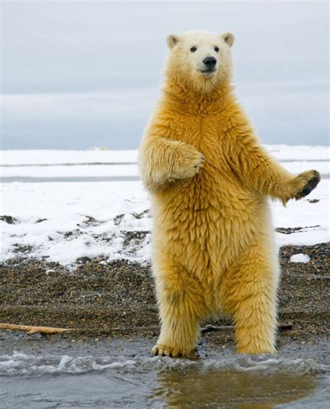 Dancing polar bear (5 pics) ~ I Love Funny Animal - Sweet Funny Animal Photo of the Day