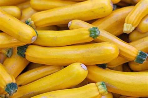 Summer Squash - Plant It Forward Farms