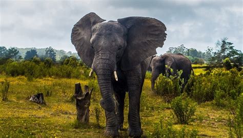 Knysna Elephant Park - An Unforgettable Experience