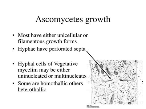 PPT - Ascomycetes: Phylum Ascomycota PowerPoint Presentation, free ...