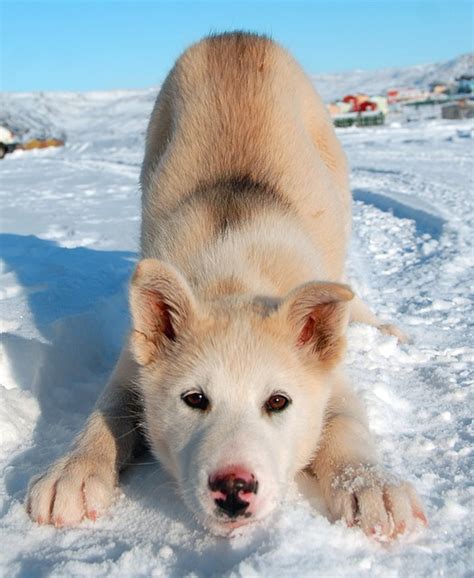 Greenland Dog · Free photo on Pixabay