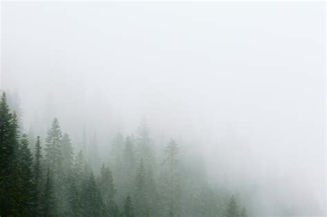 Wallpaper : fog, mist, tree, sky, woody plant, forest, hill station, atmosphere, morning ...