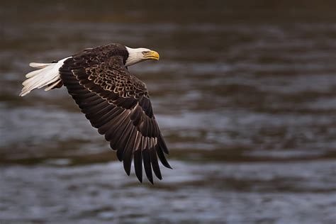 Flying Bald Eagle Over Water Photograph by Dave Zeller