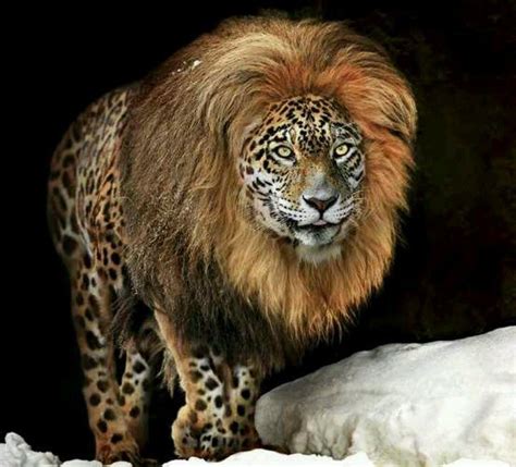 Super rare panion. Beautiful. | Animals | Pinterest | Unusual animals, Rare animals, Unique animals