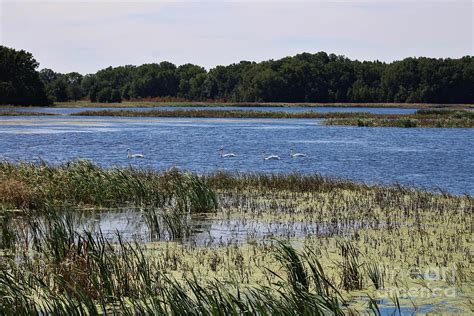 Tidal Salt Marsh Photograph by Dwayne Lenker