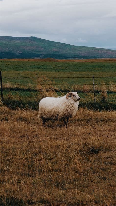 Download wallpaper 938x1668 sheep, grass, pasture iphone 8/7/6s/6 for parallax hd background