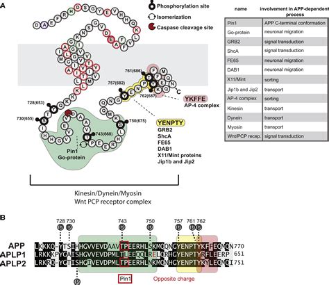 Cellular Functions of the Amyloid Precursor Protein from Development to Dementia: Developmental Cell