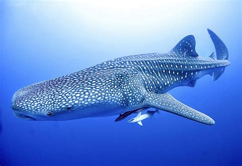 Ocean Conservation Organizations Form Powerful New Coalition To Increase The Protection Of Our ...