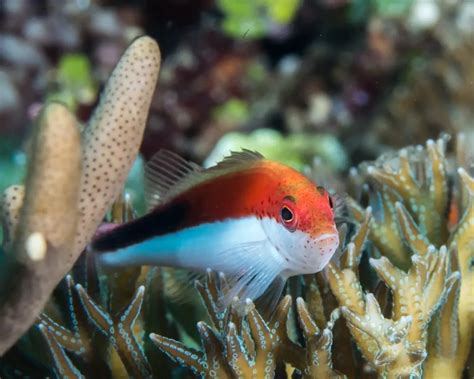 Blackside hawkfish - Facts, Diet, Habitat & Pictures on Animalia.bio