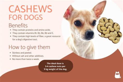 Can Dogs Eat Cashews Nuts? - Benefits, Dosage, and Side Effects