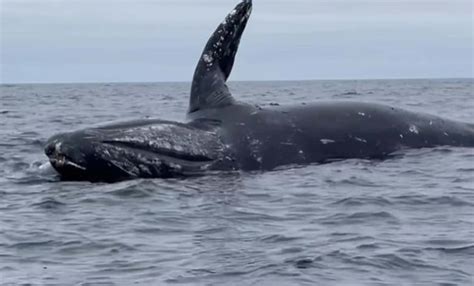 Explosion of Whale Carcass Leaves Sea Covered in Blood: A Rare ...