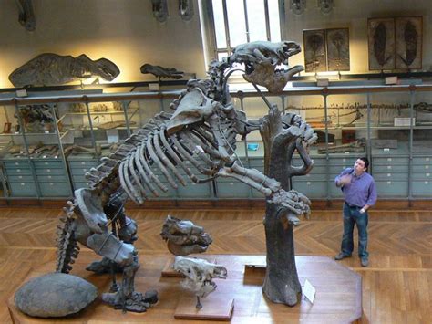 Giant Ground Sloth (Megatherium) Facts, Habitat, Diet, Fossils, Pictures