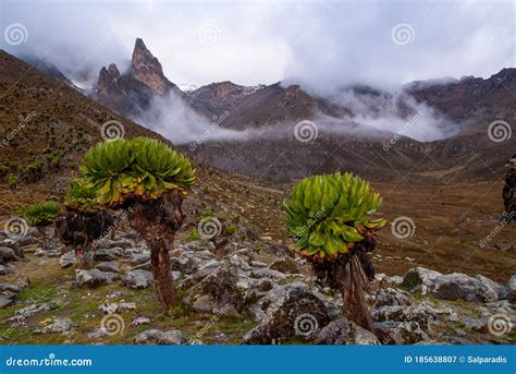 Giant Groundsels on Mount Kenya Stock Image - Image of scenic, giant: 185638807