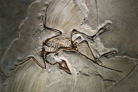 Transitional Fossils: Archaeopteryx, Dinosaur-Avian Evolution and Creationism - Fact and Myth