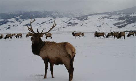 National Elk Refuge, Jackson Wyoming - AllTrips