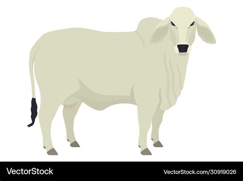 Brahman cow breeds domestic cattle flat Royalty Free Vector