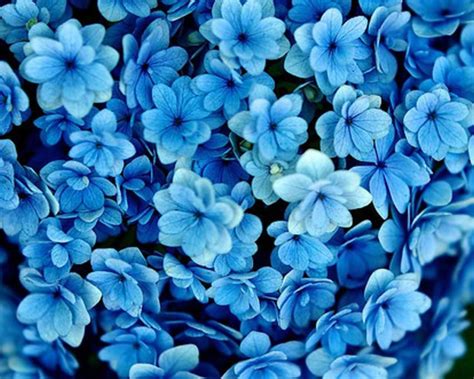 Many blue flowers - Beautiful wallpaper