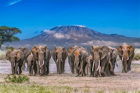 Amboseli National Park | Kilimanjaro Herd | Africa wildlife, Elephants photos, Wildlife photos