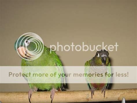 Blue Crowned Conure Or Sun Conure Diet - dubainews