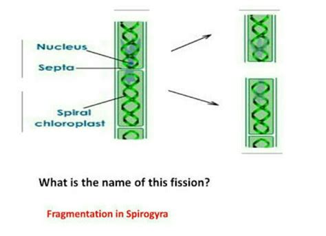 diagram for fragmentation in spirogyra - Brainly.in