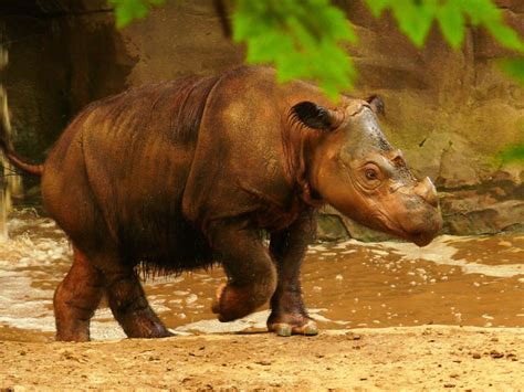 Dicerorhinus s. sumatrensis - Sumatra-Nashorn - Western Su… | Flickr