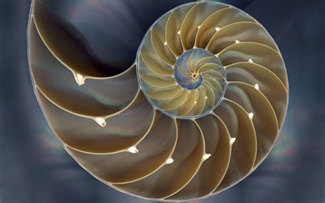 35+ Spirals in Nature Wallpapers - Download at WallpaperBro | Золотое сечение, Золото, Фотообои