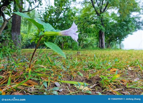 Datura stramonium stock image. Image of blossom, trees - 158609949