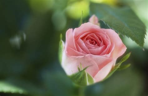 rose, Bud, Close up Wallpapers HD / Desktop and Mobile Backgrounds