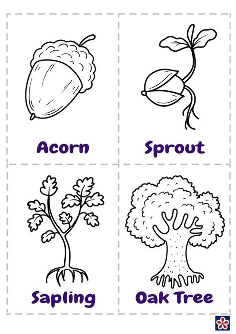 From Acorn to Oak Tree Free Printables | TeachersMag.com | Tree life ...