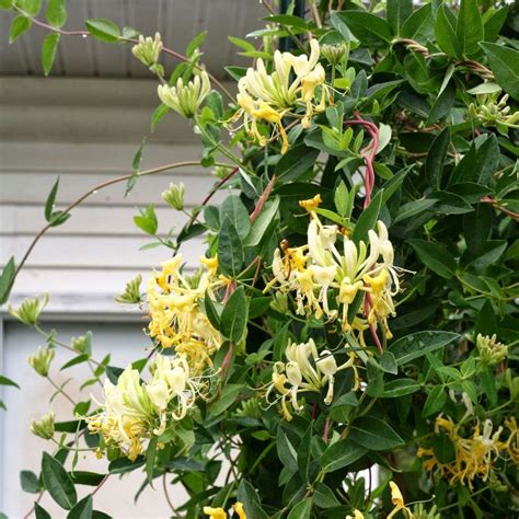 Honeysuckle Vine-We all tend to recognize the honeysuckle fragrance, and that amazing nectar ...