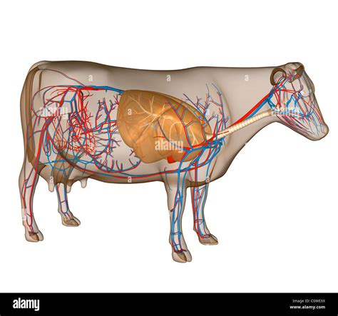 Cow Respiratory System Diagram