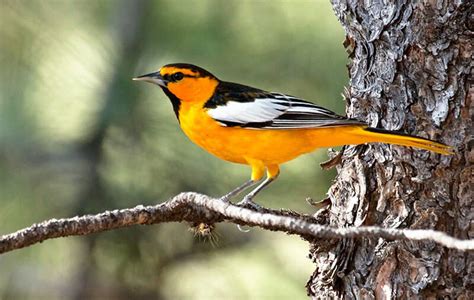 Featured Birds: Baltimore and Bullock's Orioles