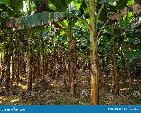 Plantain Farming, Agriculture Field, Banana Plants Royalty-Free Stock Photo | CartoonDealer.com ...