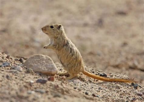 Gerbil Behavior - AnimalBehaviorCorner