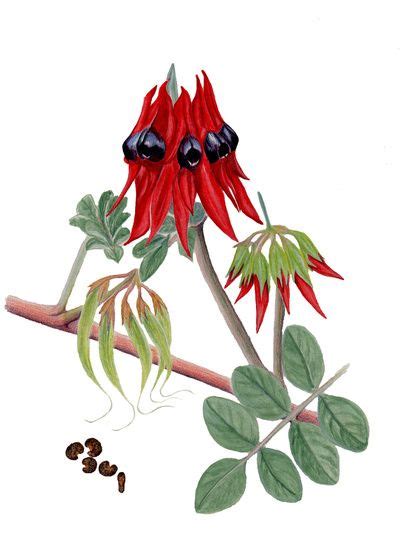 Sturt's Desert Pea Art Print | Botanical drawings, Botanical art, Australian wildflowers