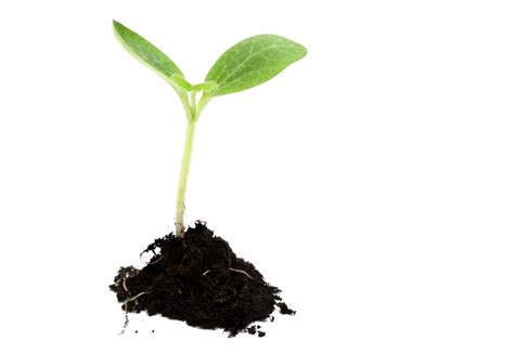 Growing Plants Seedling Sowing - plants png download - 833*576 - Free ...