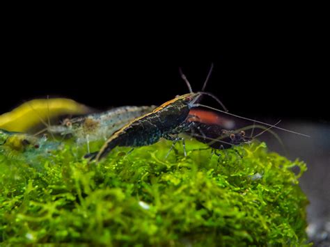 Assorted Neocaridina Shrimp - Aquatic Arts