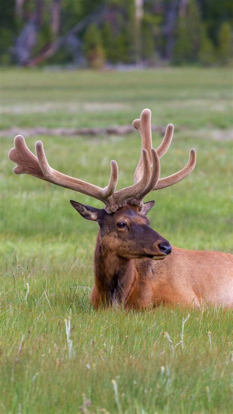 Elk in Yellowstone National Park | Yellowstone, Yellowstone national, National parks