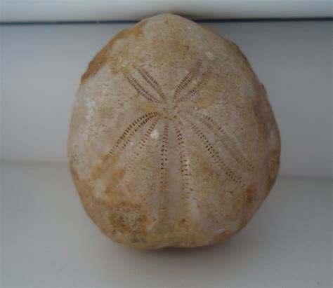 Fossils & Antiques: Beautiful Fossil Sea Urchin Echinoid 40mm