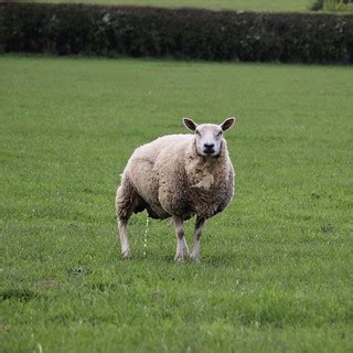 May the Fourth. Pee With Ewe. | or May the Ewe pee with forc… | Flickr