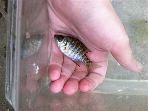 Let's see your baby fish catches! (lots of pics) - Micro Fishing - NANFA Forum