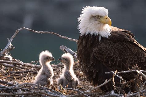 Thanks to Mom, a Photographer Finally Gets His Dream Shot | Bald eagle, Baby bald eagle, Eagle ...