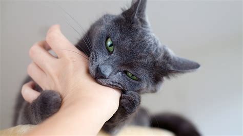 Addressing Cat Behavior Problems: Nurturing a Happy and Well-Behaved ...