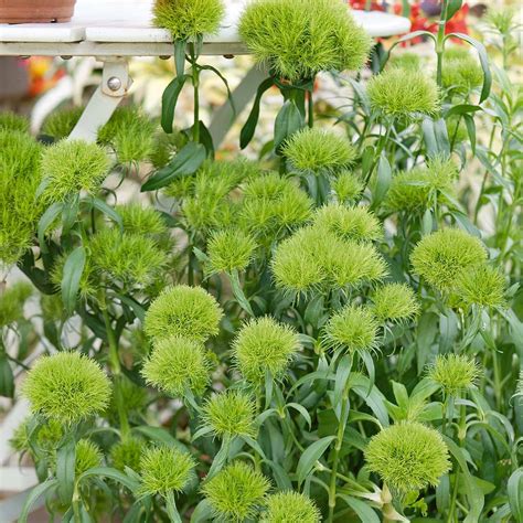 Dianthus barbatus 'Green Trick' | Thompson & Morgan