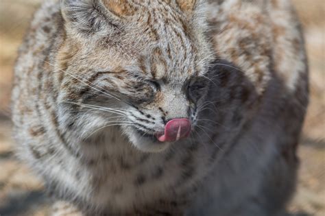 Experience the Thrill of Bobcat Hunting with iSportsman