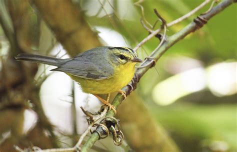 Golden-crowned Warbler | Audubon Field Guide