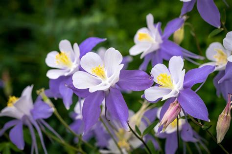 Growing Columbine Flower - How To Care For Columbine