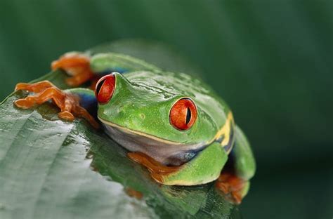 Free download | HD wallpaper: tree frog 4k pic | Wallpaper Flare