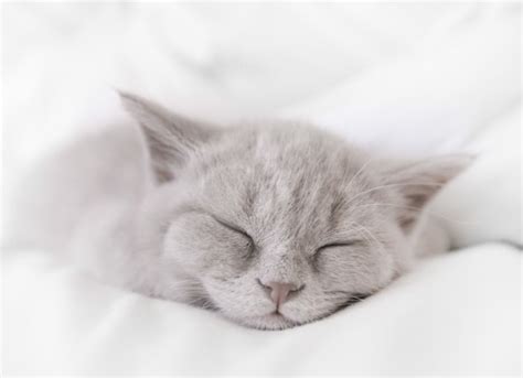 Cat Snoring: Is It Normal? | petMD