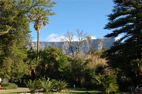 Cape Town Company Gardens - Things to Do - African Budget Safaris